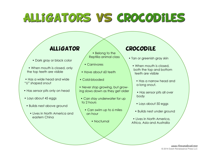 Comparing alligators and crocodiles through third grade addition practice 7 Third grade addition math worksheet featuring alligator versus crocodile fun facts