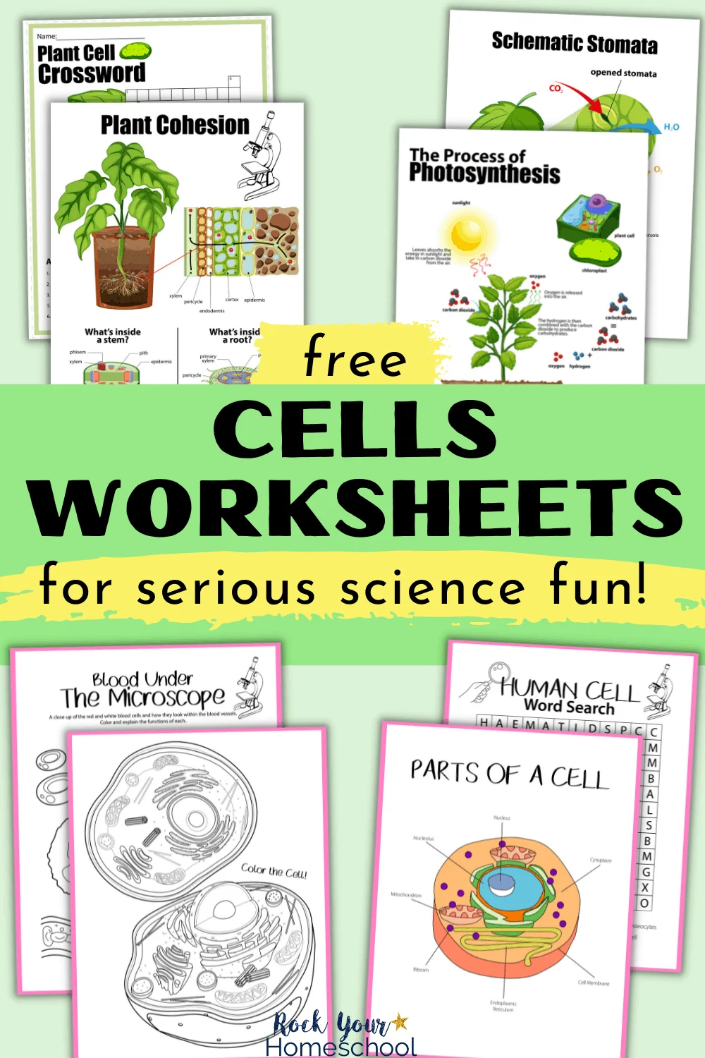Fourth grade student worksheet explaining the basic structure of a cell
