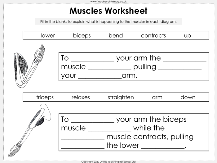 Fourth grade student completing a handwriting worksheet about the human muscular system