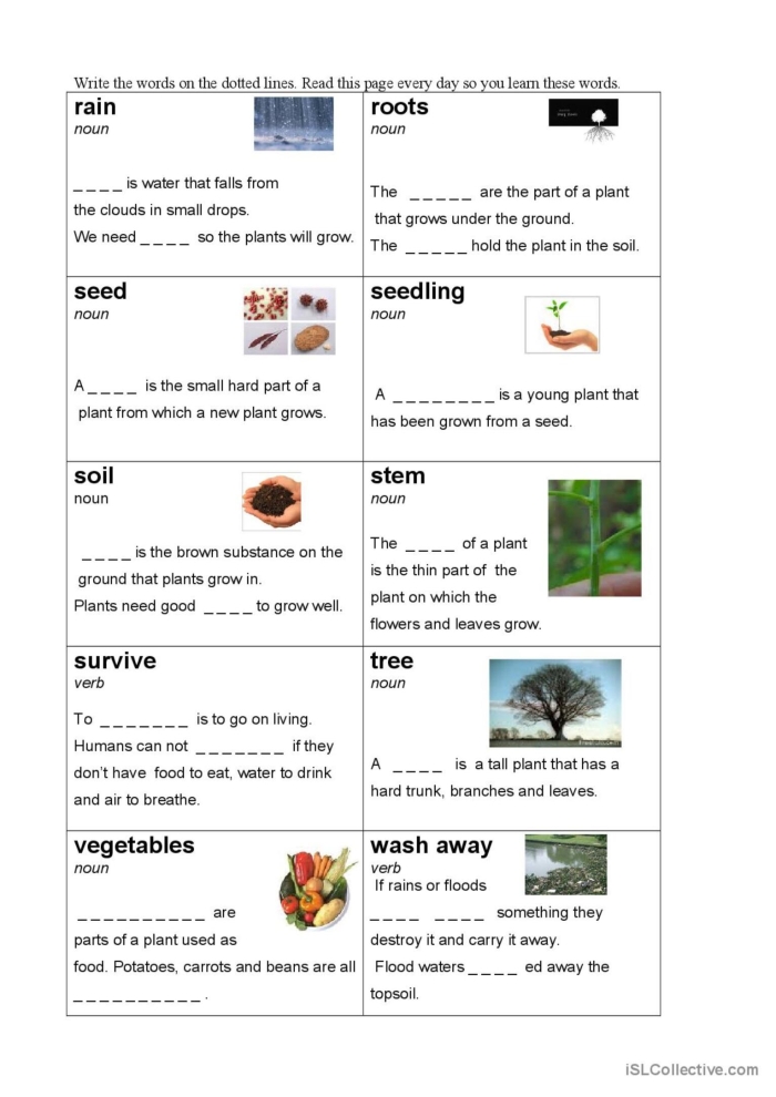Plant Parts and Vocabulary Review for Young Botanists Fourth grade students learning plant parts and vocabulary with labeled diagrams and review questions