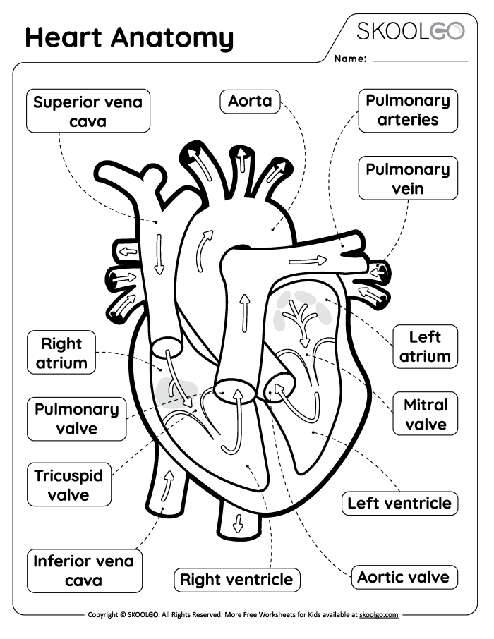 Fifth grade anatomy worksheet explaining how the heart pumps blood throughout the human body