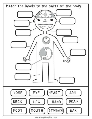 Human Body Anatomy Diagram Worksheet for 5th Grade Addition Practice 25 Fifth grade addition worksheet featuring a labeled diagram of human internal organs