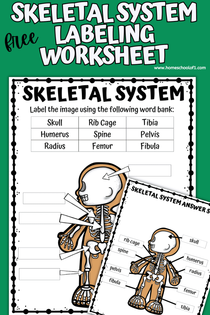 Fifth grade Spanish worksheet featuring a skeletal system anatomy quiz and bone identification questions