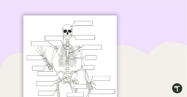 Human Skeletal System worksheet diagram illustrating the bones and functions of the skeleton