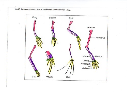 Sixth grade worksheet showing anatomical diagrams of animal limbs for comparing analogous and homologous structures