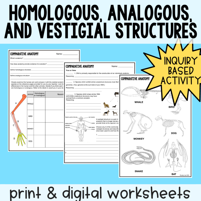 Sixth grade life science worksheet displaying diagrams for comparing analogous and homologous structures