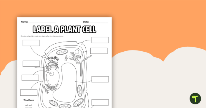 Diagram of an animal cell with blank labels for students to identify organelles and structures in a Level 2 biology worksheet