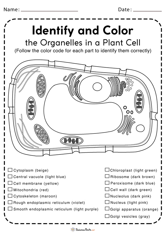 Diagram of an animal cell with blank labels for students to identify cellular structures and organelles