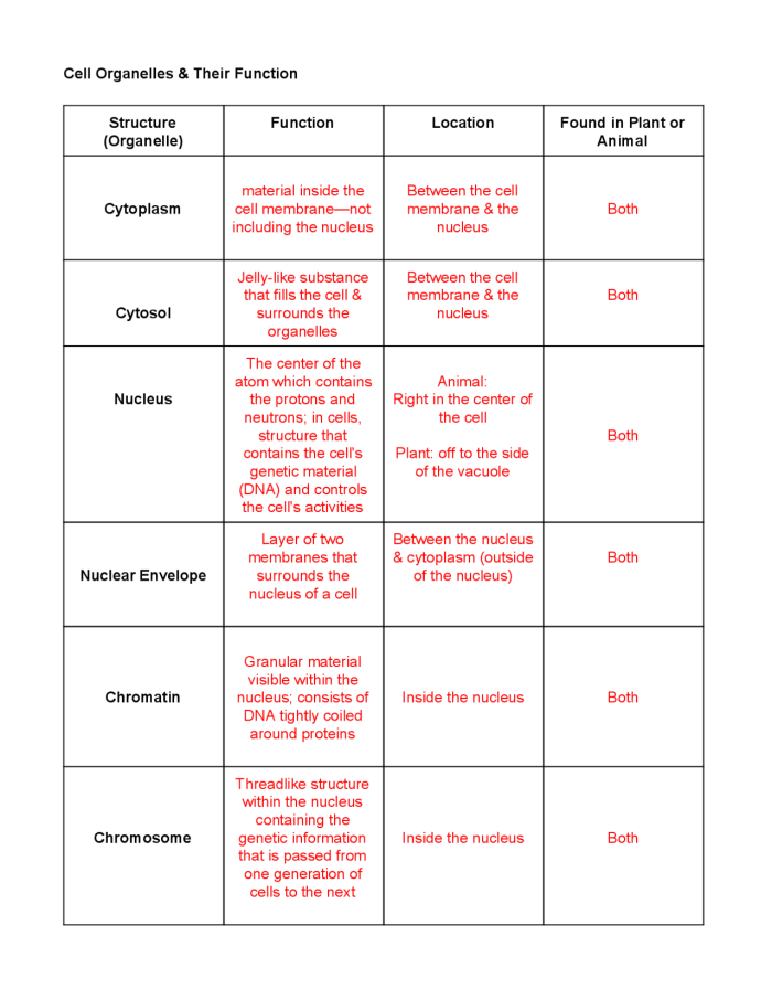 Diagram of a cell organelles worksheet designed for sixth graders to explore organelle functions