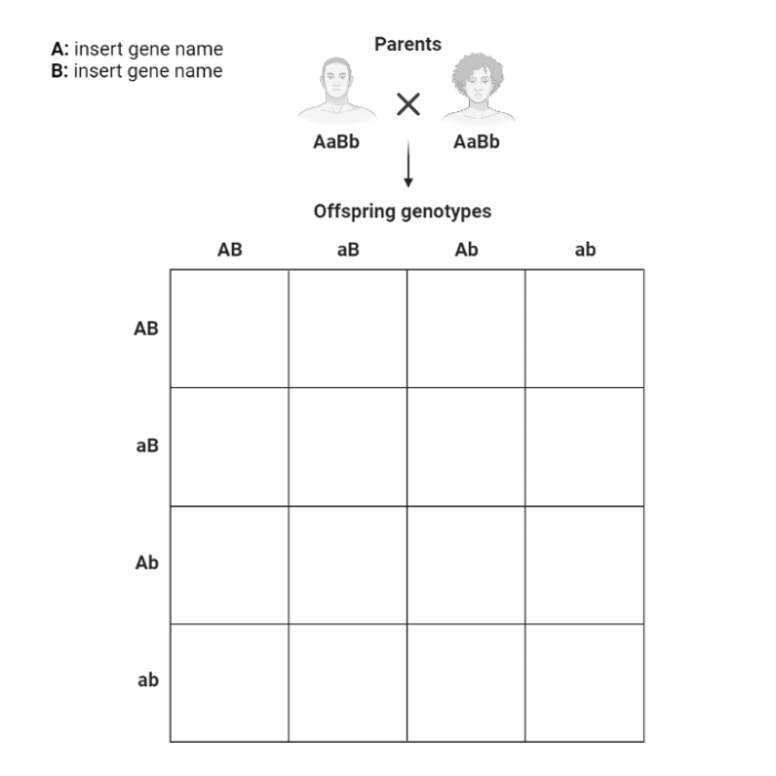 Punnett squares worksheet for sixth graders to practice genetic inheritance modeling