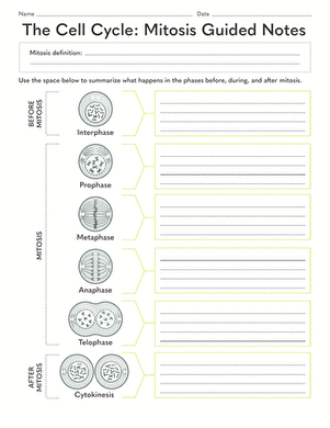 Sixth grade biology handout detailing the four phases of the cell cycle mitosis process