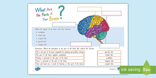 Sixth grade student completing a diagram worksheet about the sensory nervous system structure