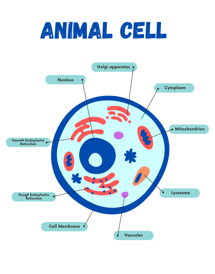 Sixth grade student completing a Label the Animal Cell Level 2 worksheet