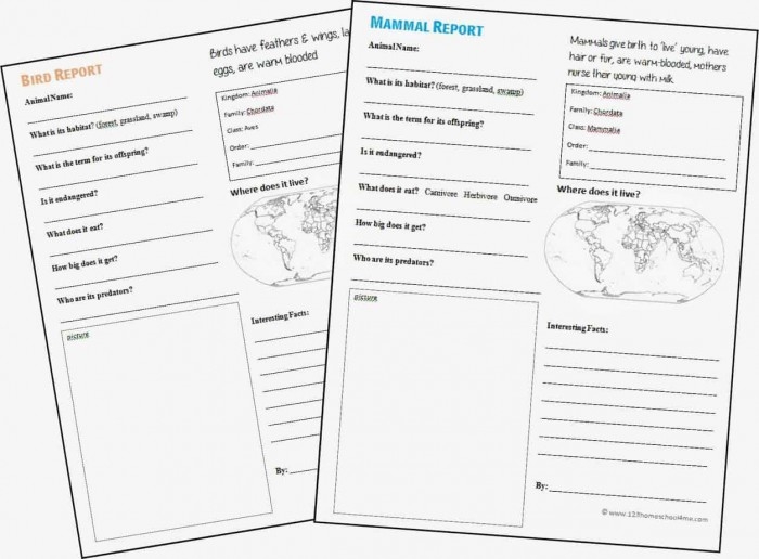 Handwriting worksheet for Kindergarten Colorful All About Animals Report worksheet for kindergarten students to enhance their handwriting skills. Engaging guide for creating fun animal informational reports.