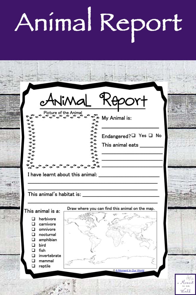 Handwriting worksheet for Kindergarten Worksheet featuring the All About Animals Report for kindergarten students to enhance their handwriting skills. Engaging guide for creating informative animal reports in a fun way.
