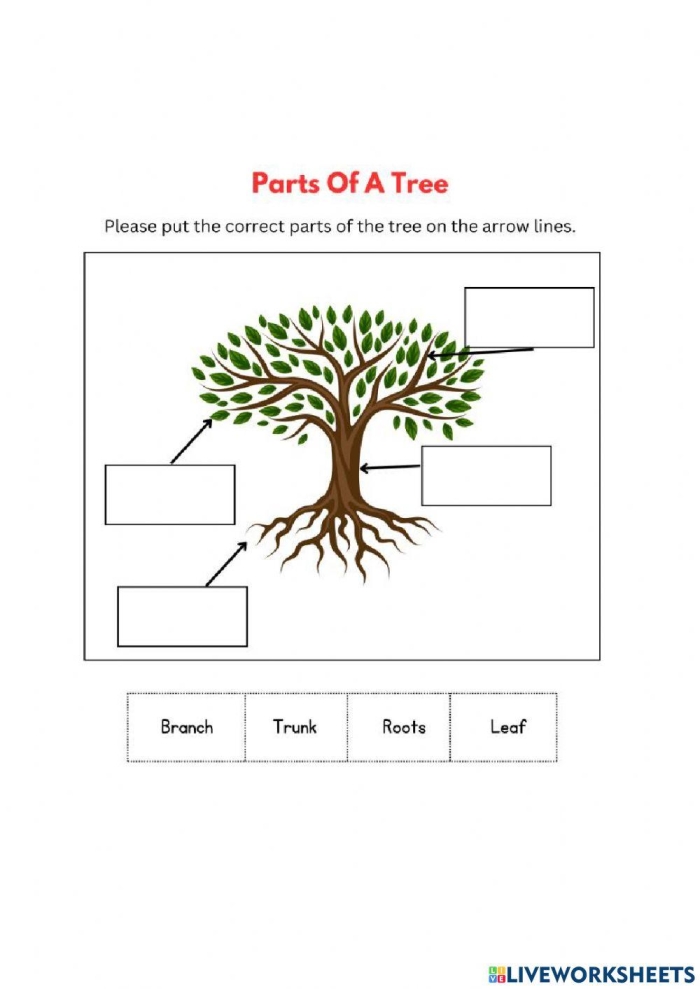 Kindergarten student labeling the parts of a tree on an All About Trees science worksheet