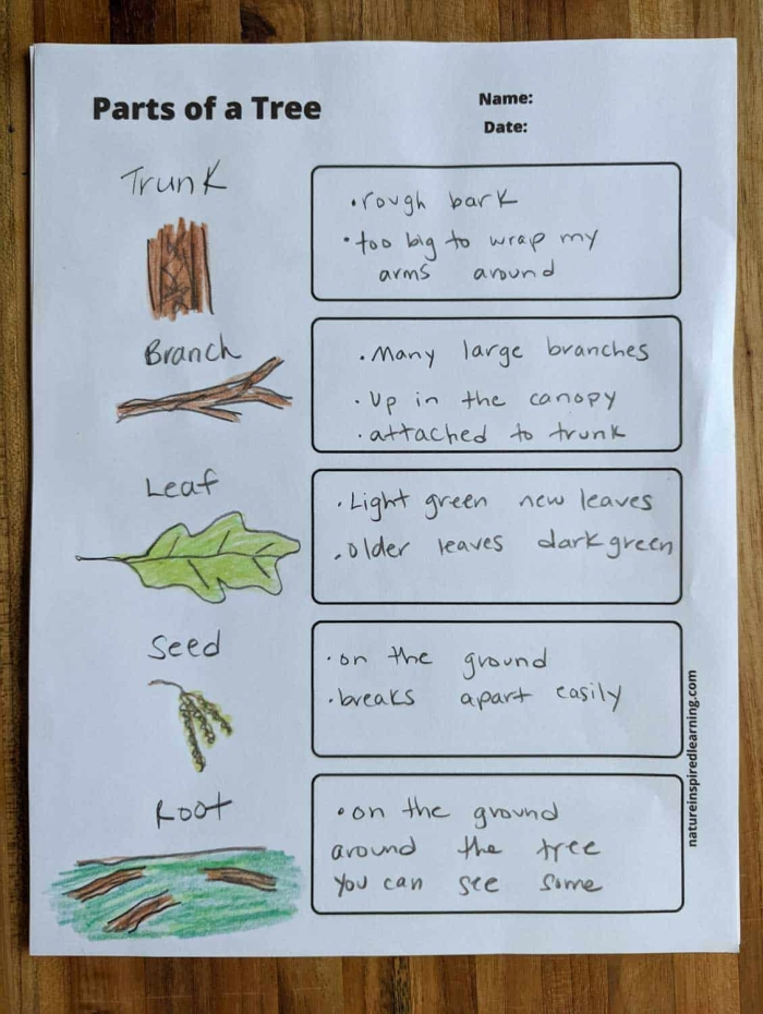 Kindergarten student labeling tree parts on a science worksheet with roots, trunk, branches, and leaves