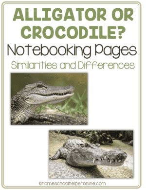 Learn the differences between alligators and crocodiles while practicing addition skills Third grade addition worksheet featuring alligator and crocodile facts with math problems to solve