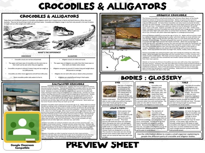 Addition practice worksheet with alligator and crocodile science trivia for 3rd grade students 23 Third grade math worksheet featuring addition problems alongside educational facts comparing alligators and crocodiles
