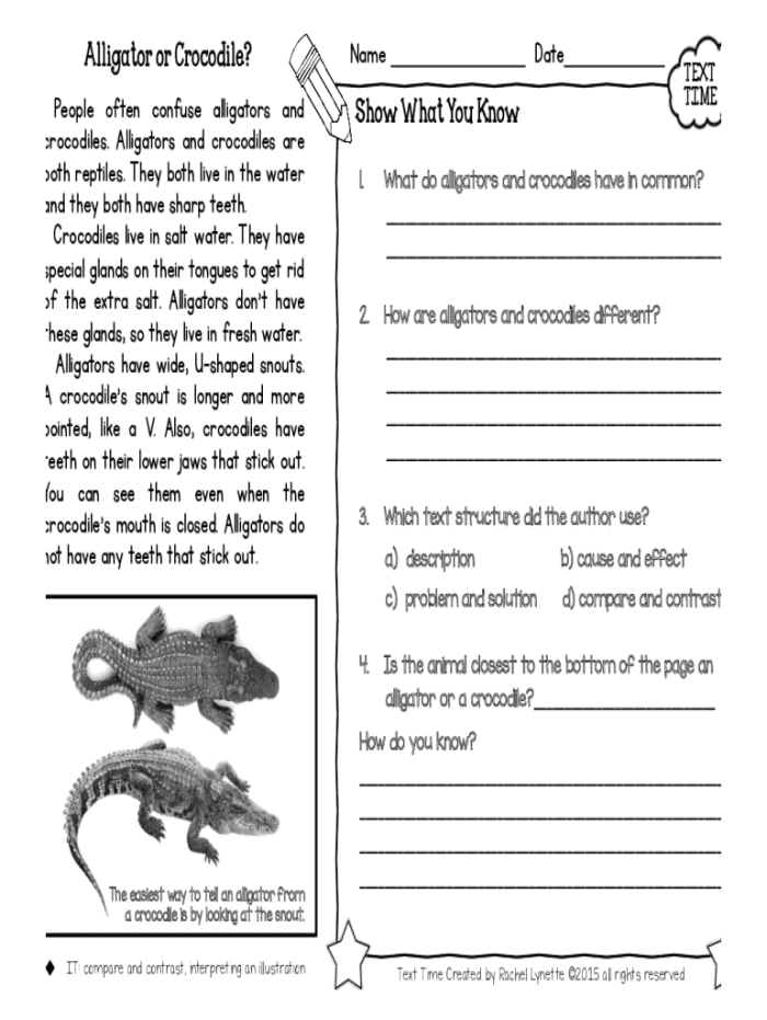 Alligator vs Crocodile Math Worksheet Four for Third Grade Students Third grade addition worksheet featuring fun facts and comparisons between alligators and crocodiles