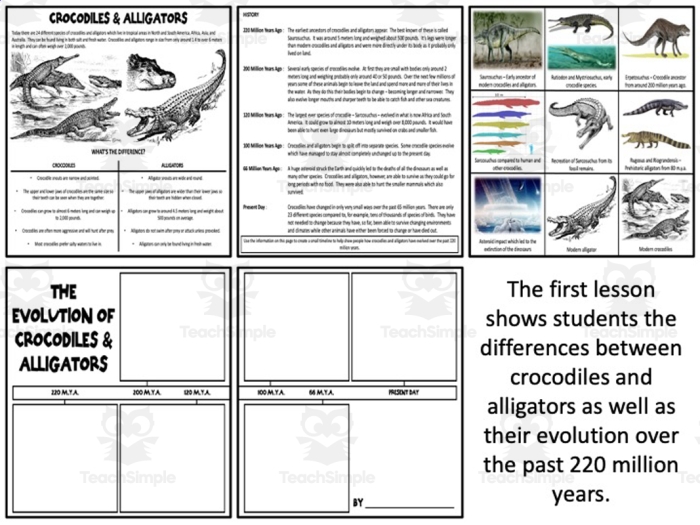 Alligator vs Crocodile Addition Worksheet for Elementary Math Practice Third grade students solving addition problems while learning the differences between alligators and crocodiles