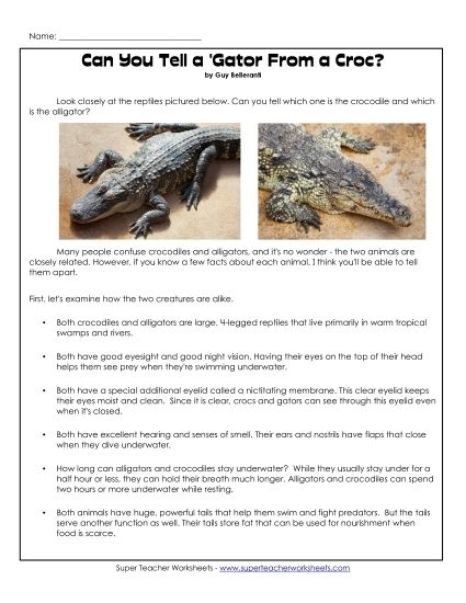 Learning the differences between alligators and crocodiles while practicing addition facts Third grade addition worksheet showing alligator and crocodile differences with math problems