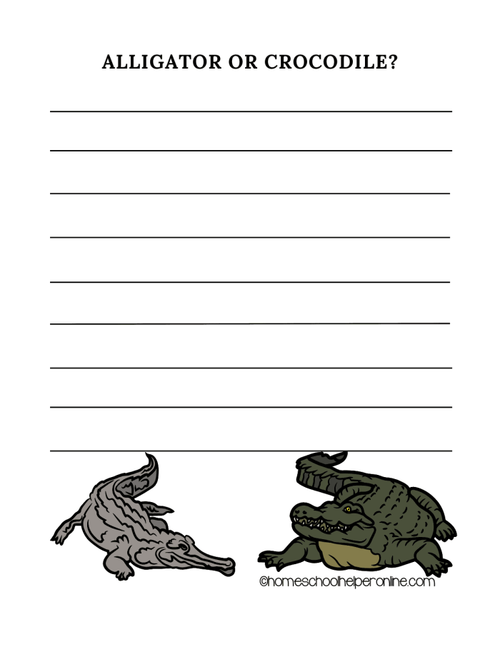 Alligator vs Crocodile Addition Worksheet Number 19 Third grade addition worksheet comparing alligator and crocodile facts for lesson 19