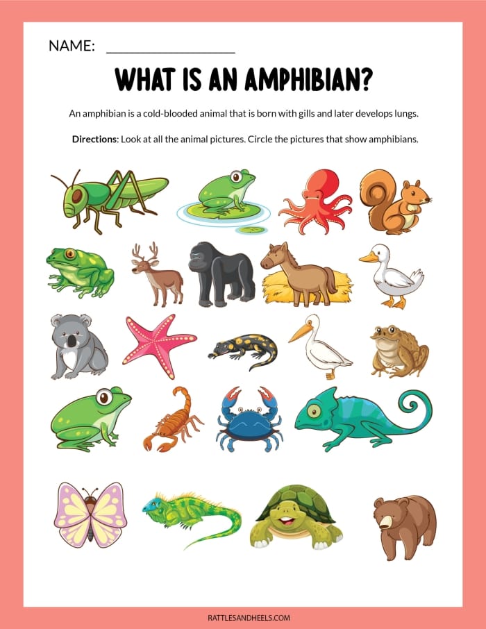 Critter Classification Amphibians Worksheet Number 16 First grade student circling images of frogs and salamanders on a critter classification worksheet
