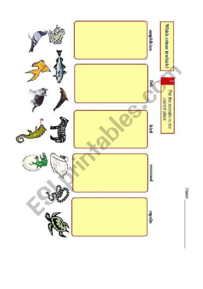 Amphibian Classification Activity for First Grade Students Colorful worksheet for first graders to identify amphibians and their characteristics