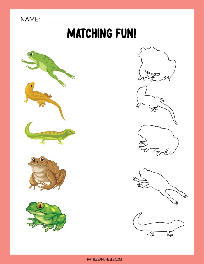 Colorful illustration of amphibians and reptiles found in Yellowstone National Park for educational purposes