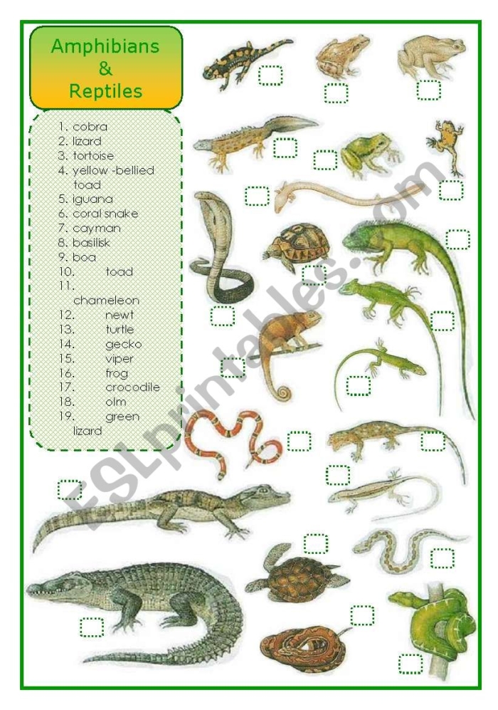Worksheet featuring amphibians and reptiles found in Yellowstone National Park for third graders