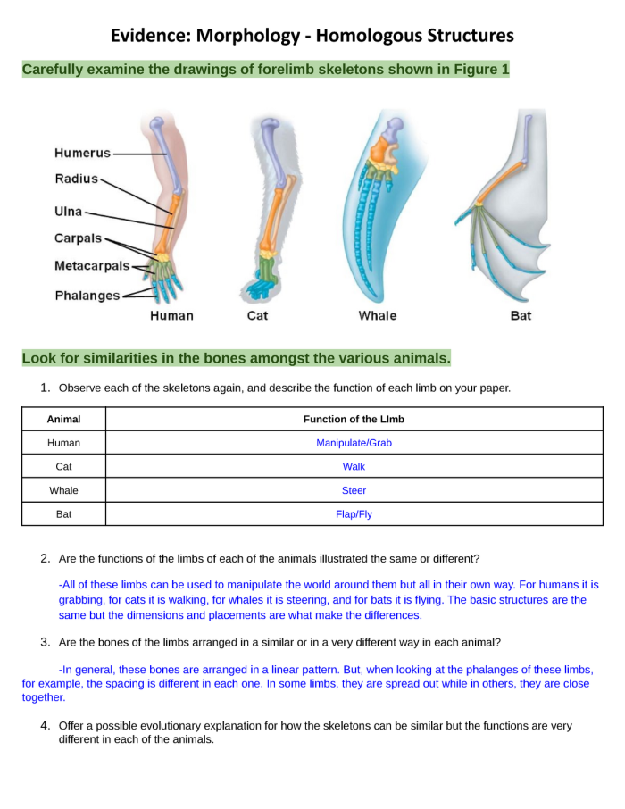Diagram showing analogous and homologous structures found in different animal species for sixth grade biology comparison