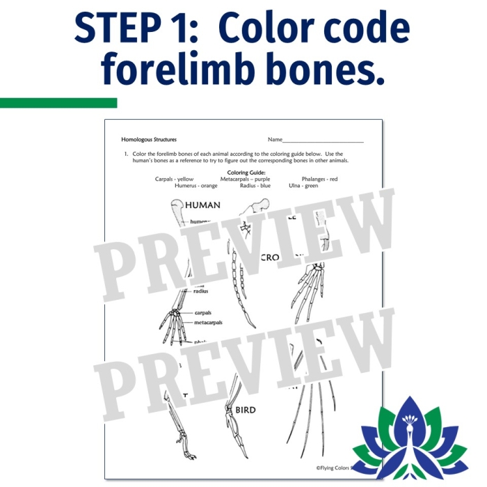 Diagram showing skeletal structures of different animals with labeled bones highlighting similar anatomical features across species