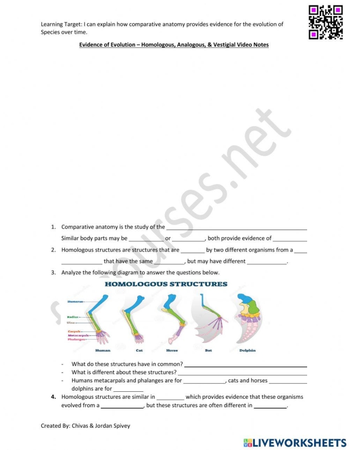 Diagram showing analogous and homologous bone structures comparing human arm, whale flipper, and bat wing for sixth grade evolution study