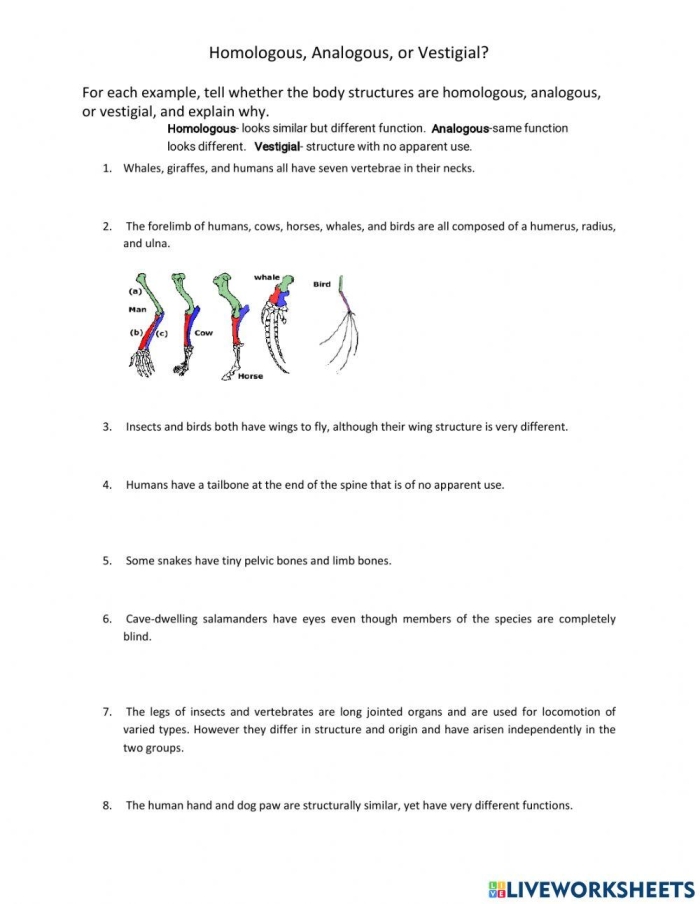 Sixth grade life science worksheet displaying diagrams of analogous and homologous structures for evolutionary comparison