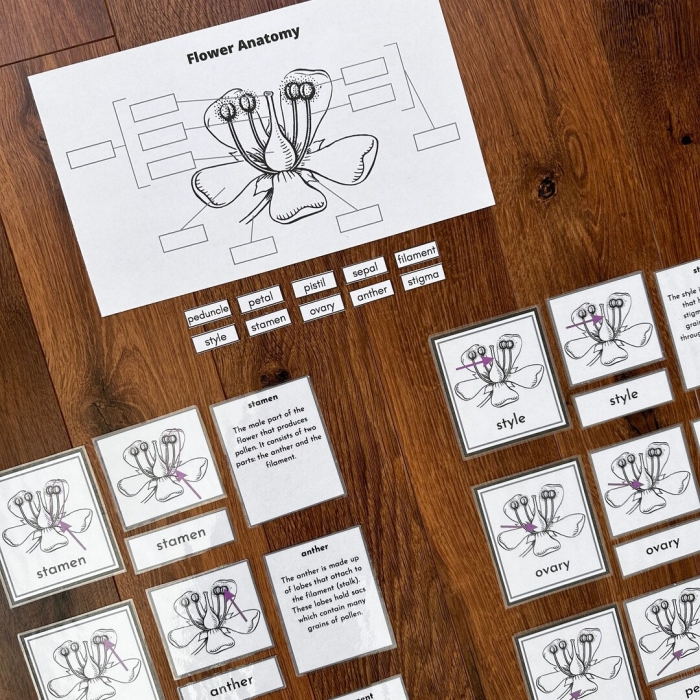 Fourth grade worksheet showing labeled diagrams for the anatomy of a flower