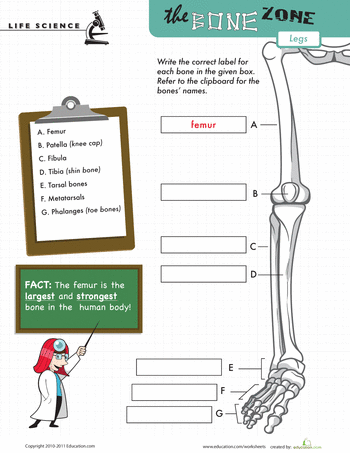Diagram of the human hand and wrist bones for the Learn the Bone Zone worksheet