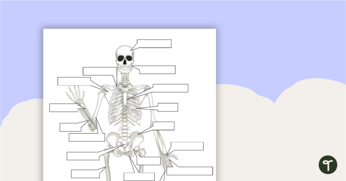 Educational worksheet featuring a fill-in-the-blank skull diagram for fifth graders
