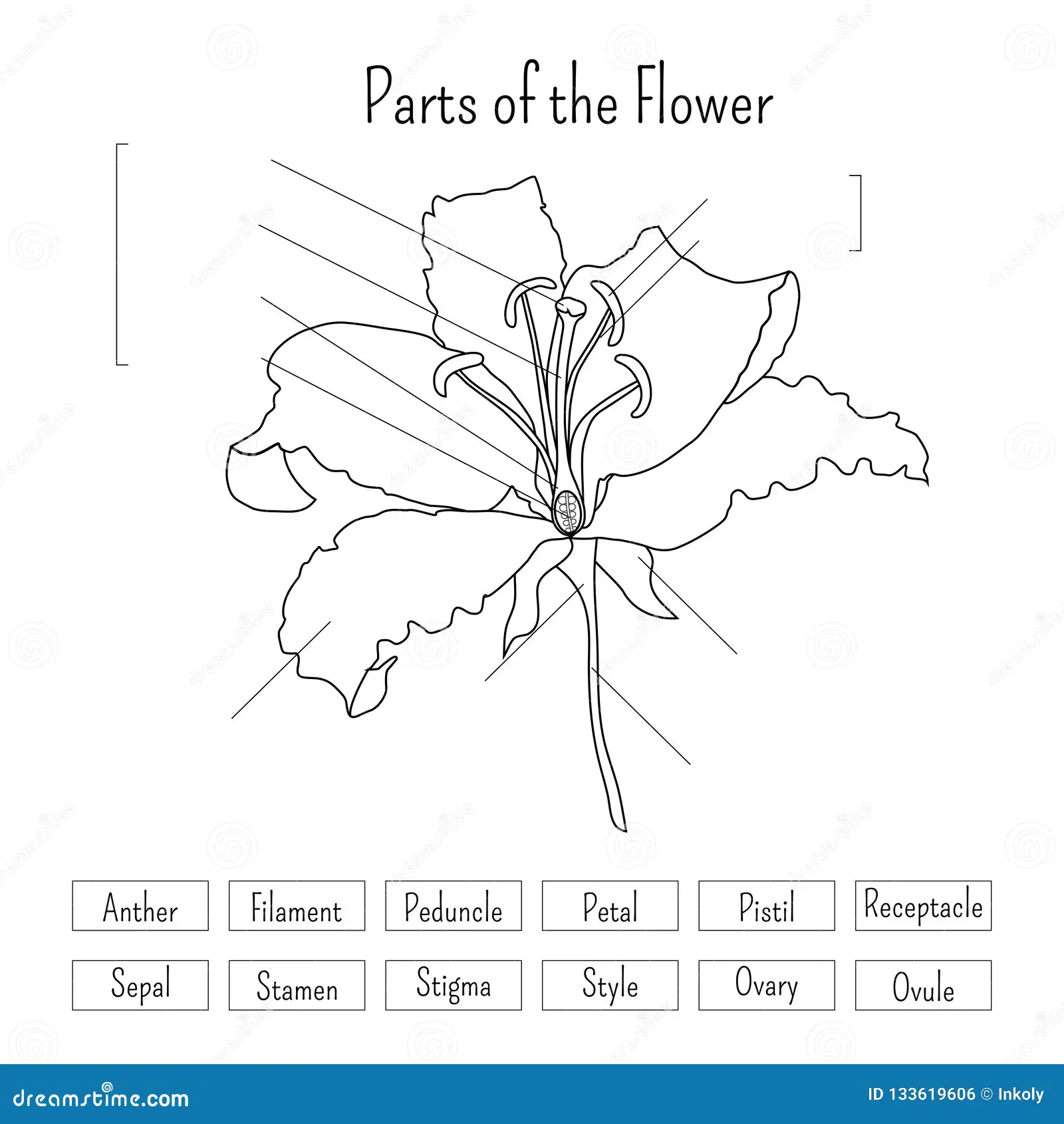 Fourth grade students identify various plant parts on this anatomy of a flower worksheet
