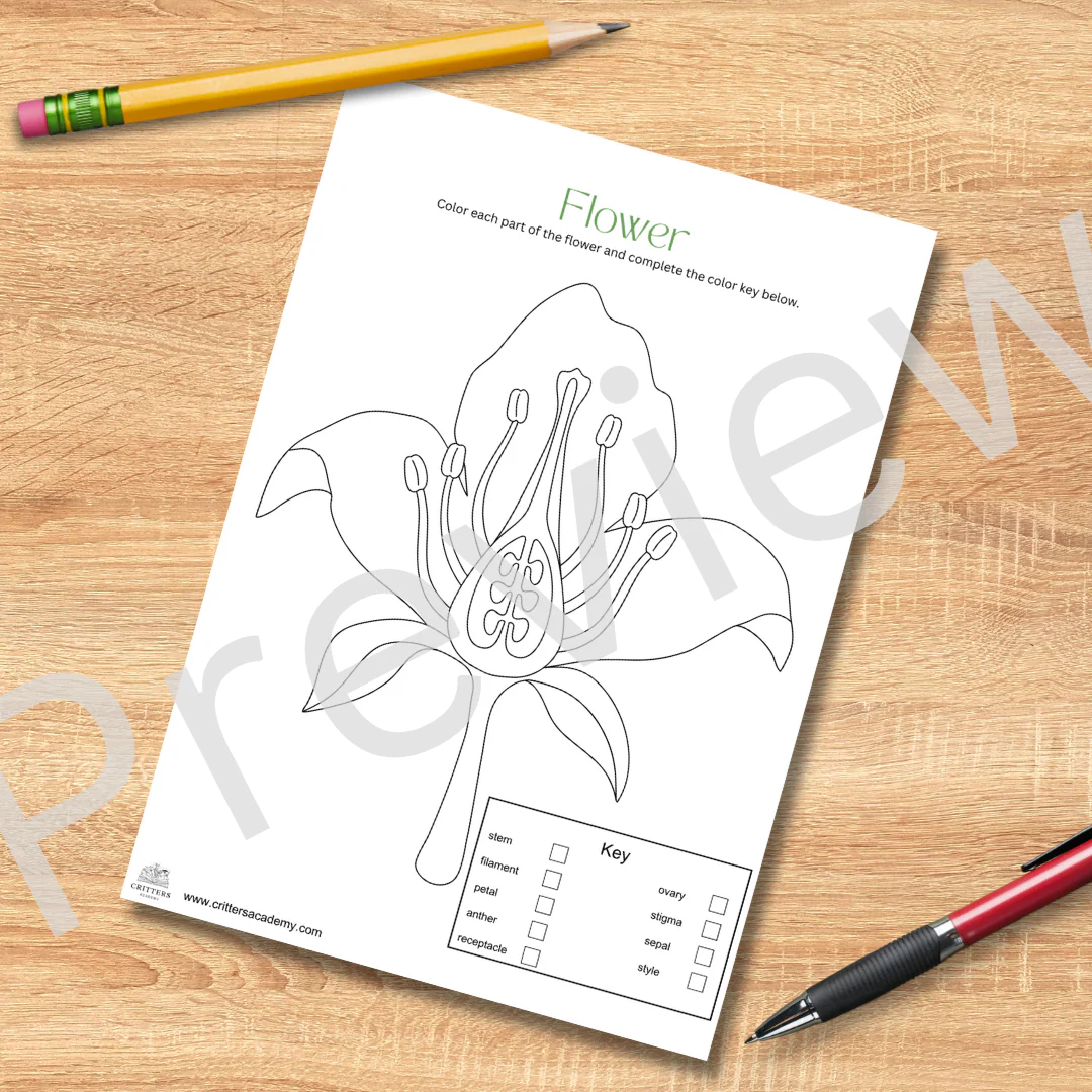 Fourth grade science worksheet illustrating the anatomy of a flower with labeled diagrams