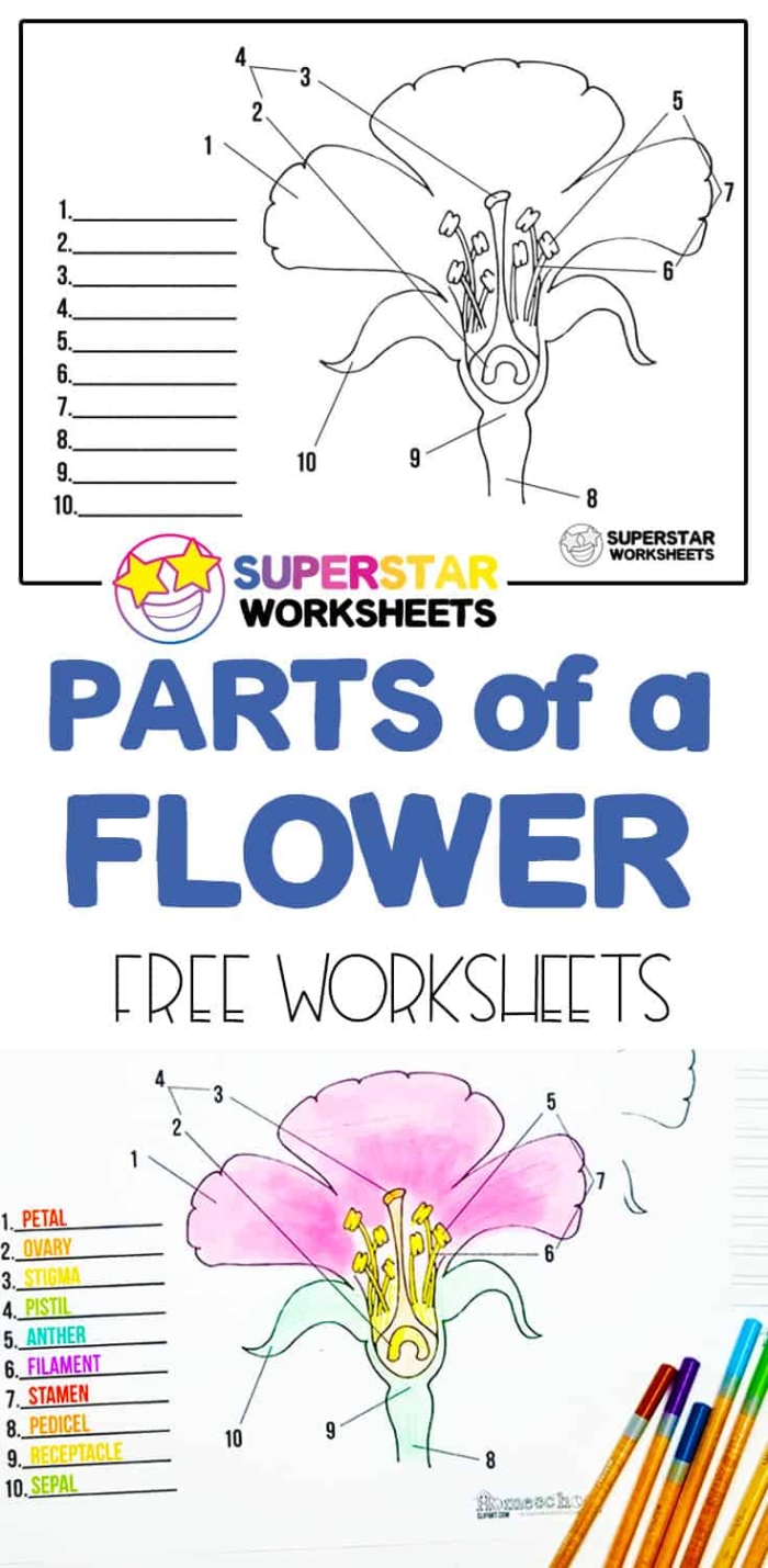 A fourth grade student completes an Anatomy of a Flower worksheet labeled as resource twelve