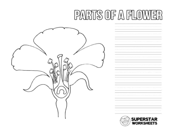 Fourth grade students identify various plant parts on this anatomy of a flower worksheet