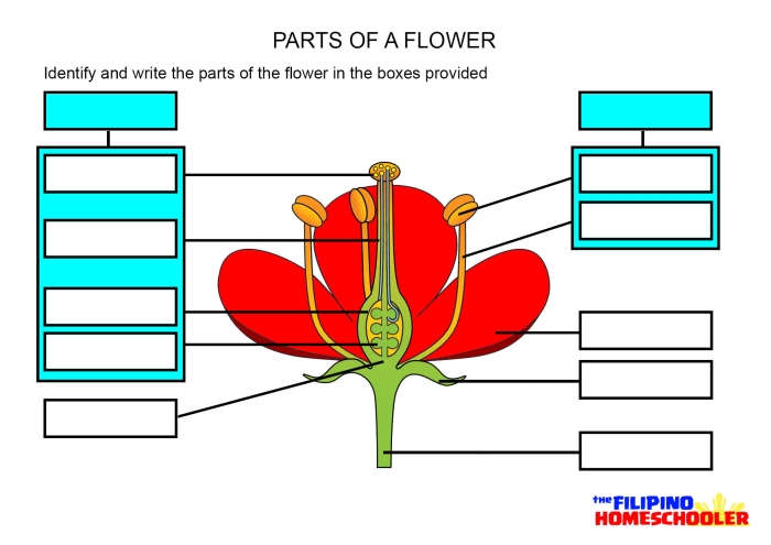 A colorful fourth grade worksheet illustrating the scientific anatomy of a flower for students.