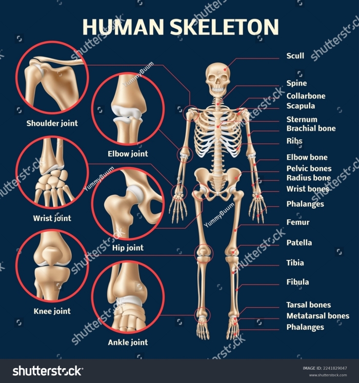 Fifth grade anatomy worksheet showing 12 primary human skeletal bones part 7 Diagram of a human skeleton with 12 labeled bones for fifth grade anatomy studies