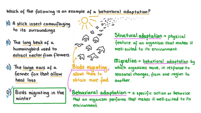 Second grade worksheet for sorting animal behavioral and physical adaptations