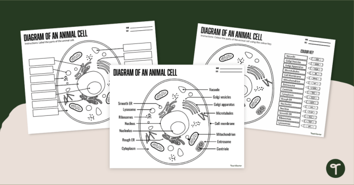 Label the Animal Cell Level 1 worksheet for sixth grade science students