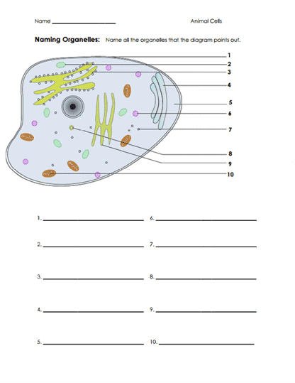 Sixth grade life science worksheet featuring an animal cell diagram for labeling parts