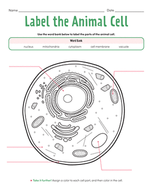 Diagram of an animal cell for sixth graders to label in a life science worksheet