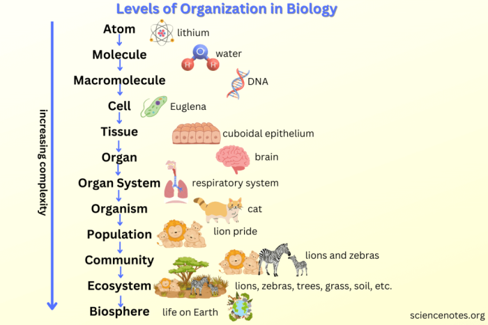 Sixth grade life science worksheet for labeling the parts of an animal cell