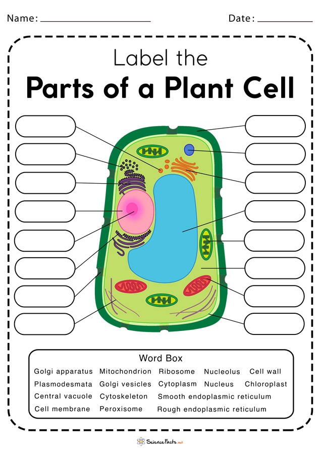 Diagram of an animal cell with numbered parts for students to identify and label the organelles and structures